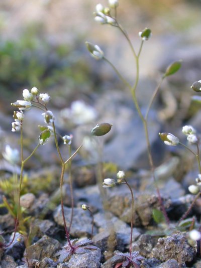 Draba verna