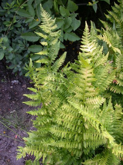 Dryopteris carthusiana