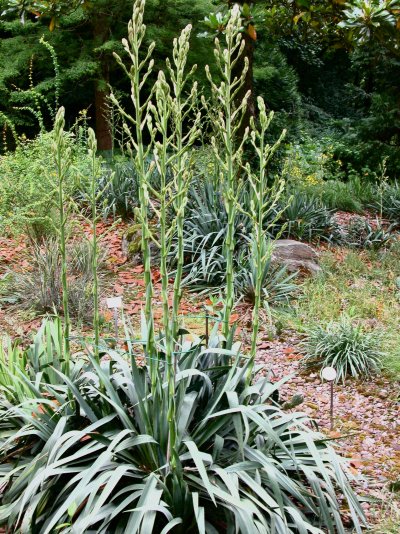 Yucca filamentosa