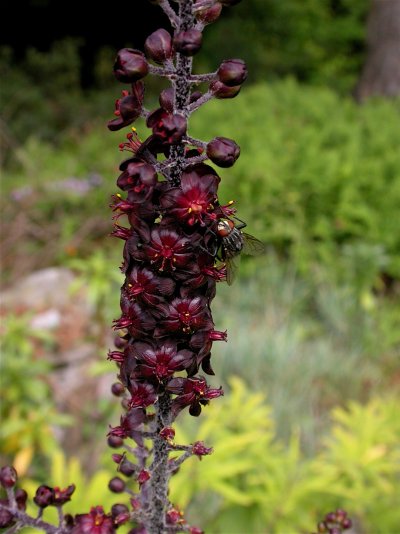 Veratrum nigrum