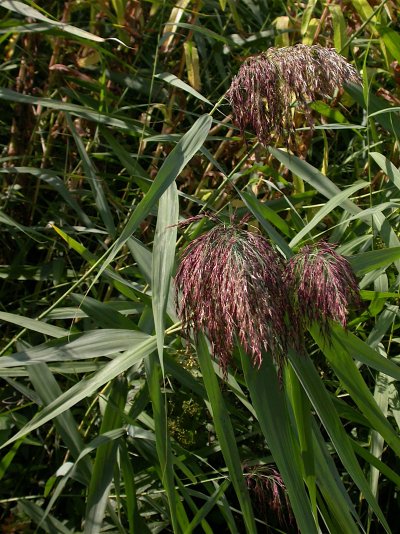 Phragmites australis