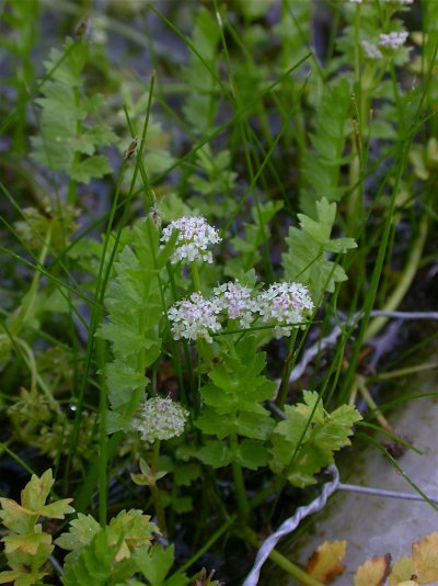 Apium repens