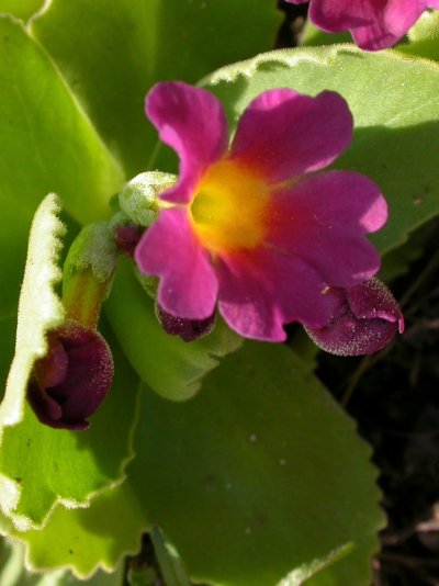 Primula hirsuta