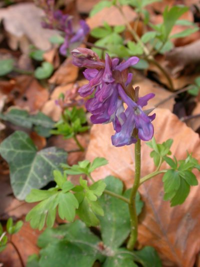 Corydalis cava
