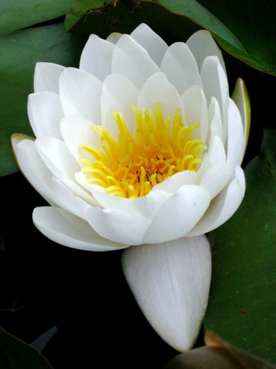 Nymphaea alba