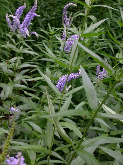 Veronica longifolia