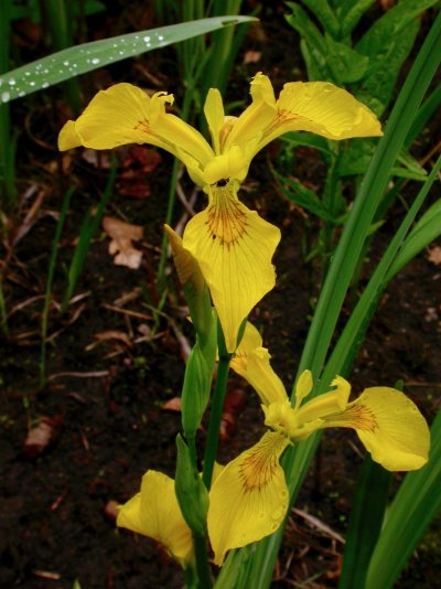 Iris pseudacorus