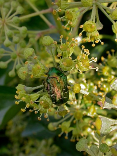 Hedera helix