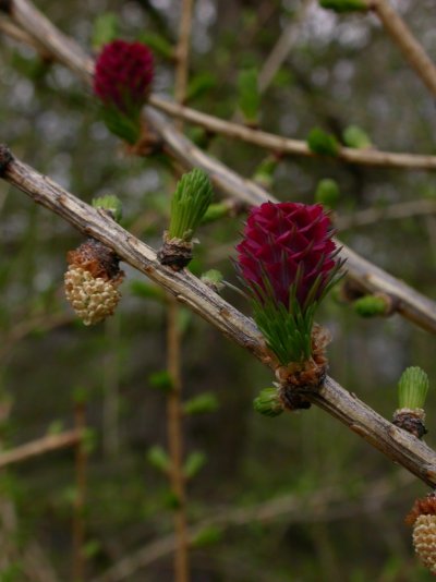 Larix decidua