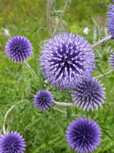 Echinops exaltatus