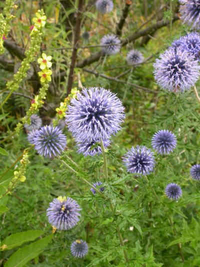 Echinops ritro