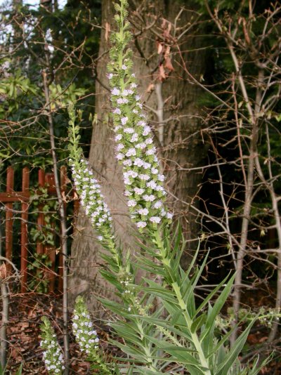 Echium candicans