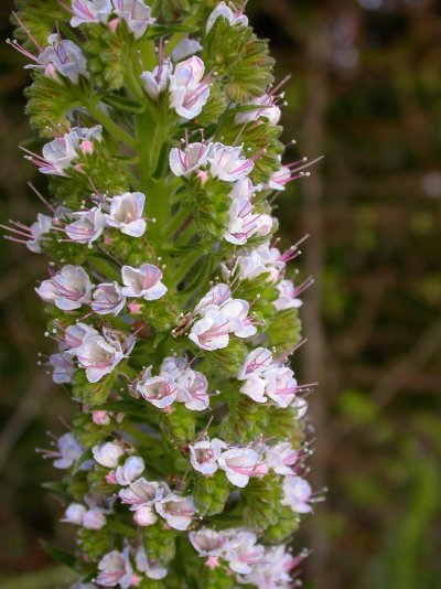 Echium candicans -  Blütte