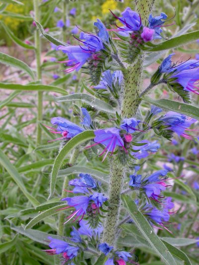 Echium vulgare