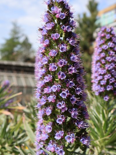 Echium webbii
