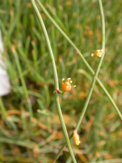 Ephedra likiangensis