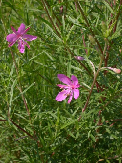 Epilobium dodonaei