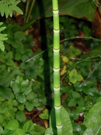 Equisetum praealtum