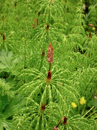 Equisetum sylvaticum