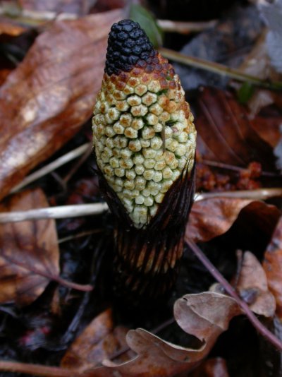 Equisetum telmateia