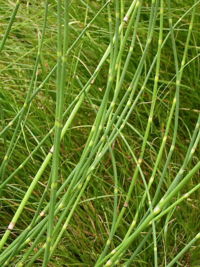 Equisetum trachyodon