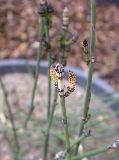Equisetum x alsaticum
