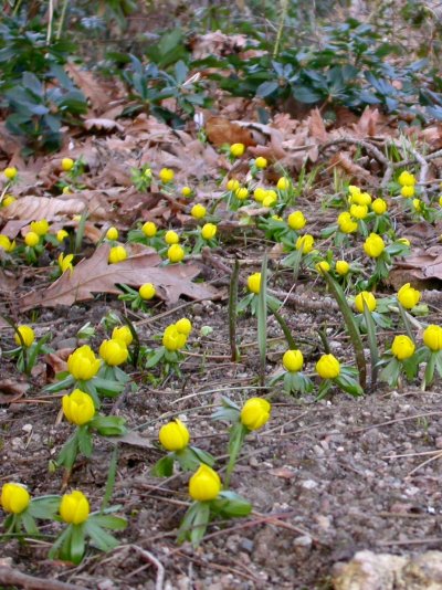 Eranthis cilicica