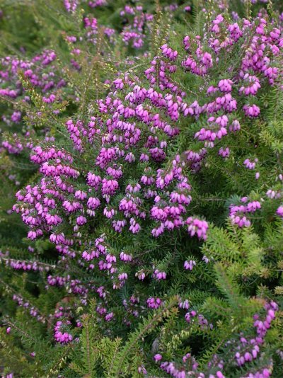 Erica carnea