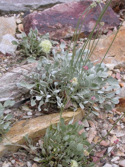 Eriogonum ovalifolium