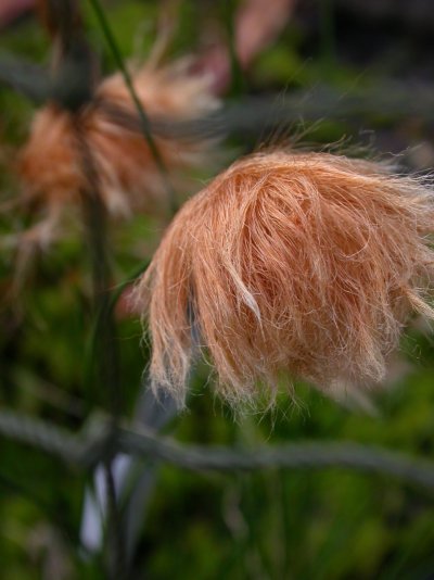 Eriophorum chamissonis