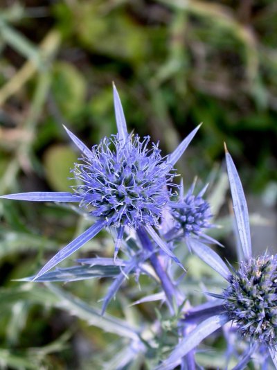 Eryngium amethystinum