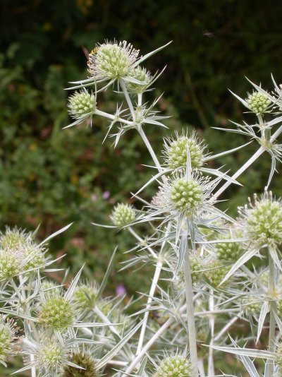 Eryngium campestre