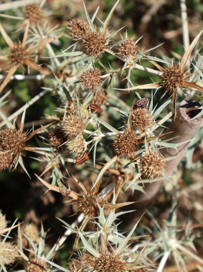 Eryngium campestre