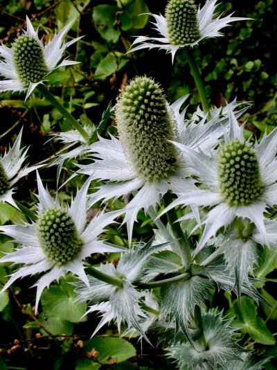 Eryngium giganteum