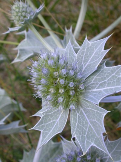 Eryngium maritimum