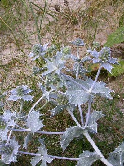 Eryngium maritimum