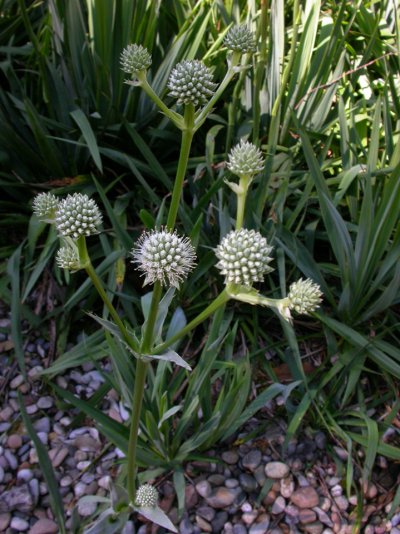 Eryngium yuccifolium 