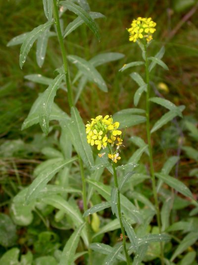 Erysimum hieraciifolium