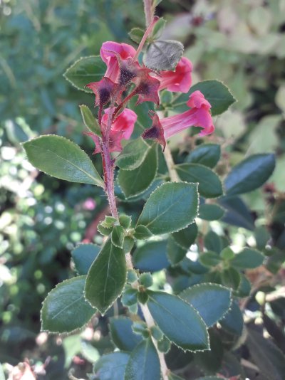 Escallonia rubra