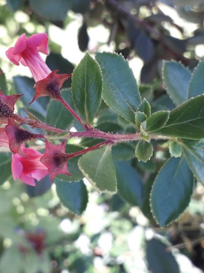 Escallonia rubra