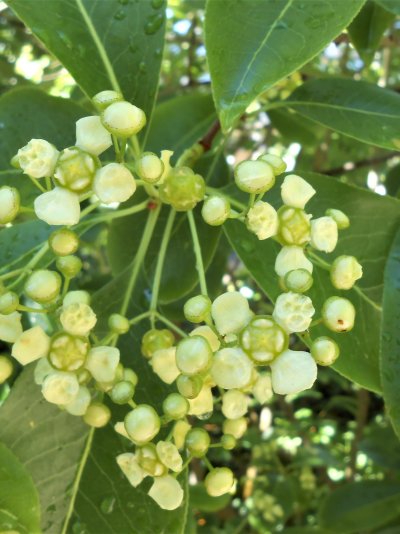 Euonymus carnosus