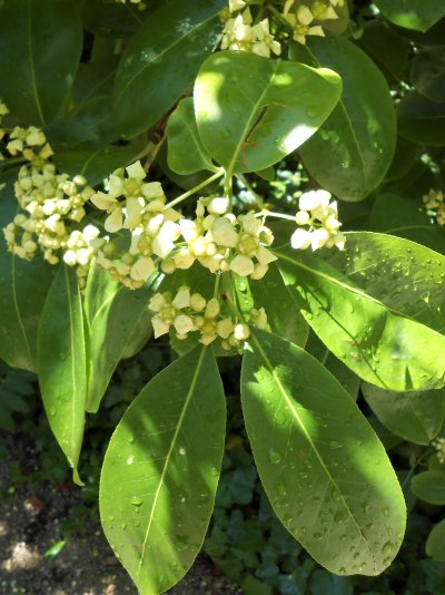 Euonymus carnosus