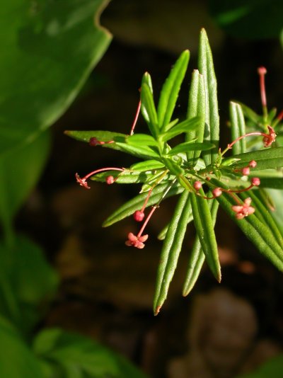 Euonymus nanus