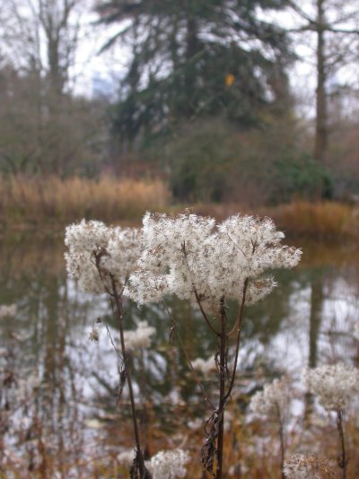 Eupatorium cannabinum