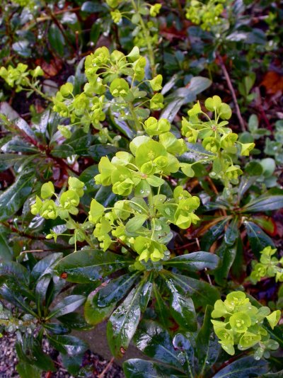 Euphorbia amygdaloides subsp. robbiae