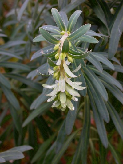 Euphorbia characias