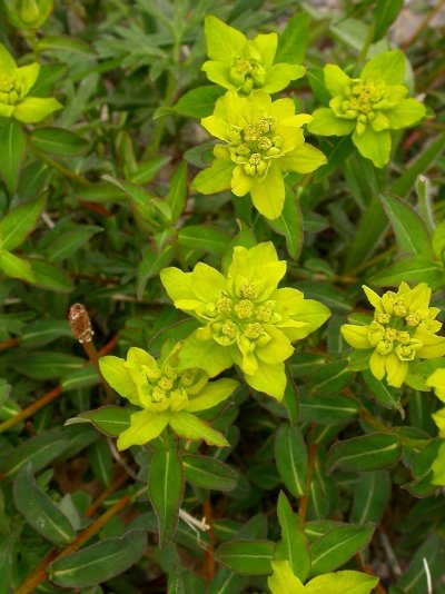 Euphorbia epithymoides