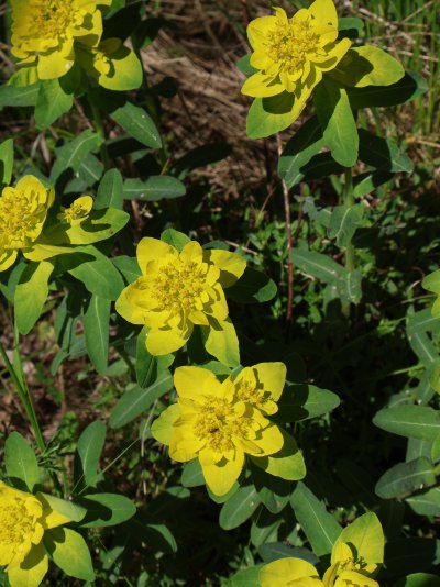 Euphorbia epithymoides