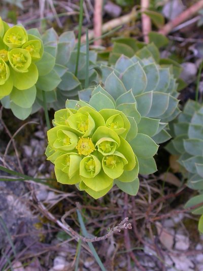 Euphorbia myrsinites