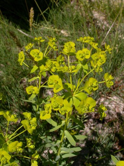 Euphorbia seguieriana